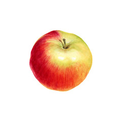 Hand drawn watercolor red Apple fruit. Can be used as a greeting card for background, birthday, mother's day and so on
