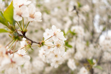 White cherry flowers. Selective focus. Creative vintage background.