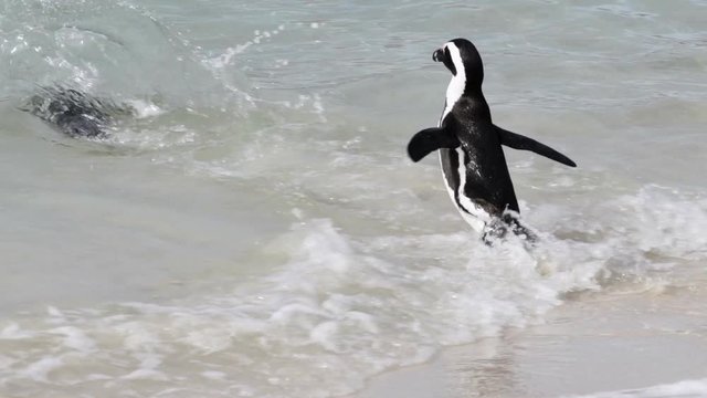 Slow motion close-up shot of a cute African penguin jumping into the ocean, camera moving from right to left following the penguin - Cape Town, South Africa