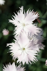 Flowers in the spring garden