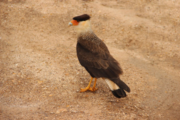 SW - CERRADO 44