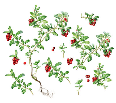 Hand drawn watercolor big set of autumn Cowberry.Romantic background for web pages, wedding invitations, wallpaper.