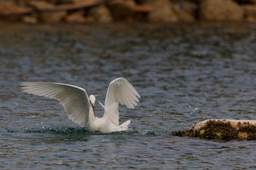 Great Egret in Beach / Fishing