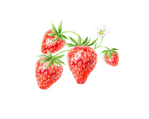 Set of Strawberries watercolor. Hand-drawn watercolour illustration. Fresh red berries