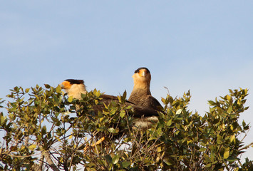 SW - CERRADO 49