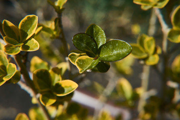 Green Berberis thunbergii in macro