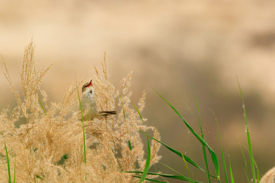 Clamorous Reed Warbler, Photos