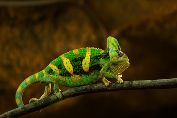 Beautiful multicolor chameleon close up. Chamaeleo calyptratus with colorful bright skin. Yemen chameleon is sitting on the branch. Exotic animal.