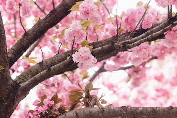 Beautiful blooming sakura flowers on tree branch. Sakura pink flowers and fresh green leaves in sunny light in spring city street.  Copy space © sonyachny