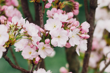 Beautiful blooming sakura flowers on young tree closeup. Sakura pink flowers and fresh green leaves in spring city street. Copy space. Hello spring