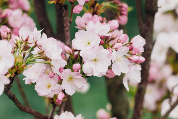 Fototapeta na wymiar Beautiful blooming sakura flowers on young tree closeup. Sakura pink flowers and fresh green leaves in spring city street. Copy space. Hello spring