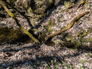 historical Schwarzenberg canal transportatino water way  in Sumava wood
