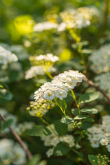 Weiße Rispenspiere strahlt im Sonnenlicht und betört mit ihrem süßem Duft