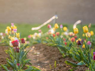 Tulpen auf einem Selbstpflücker Feld