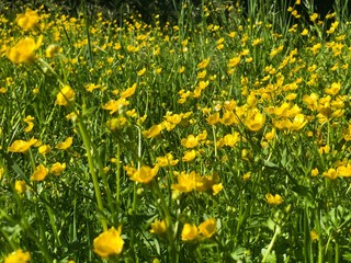 Yellow flowers in field