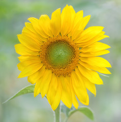 Obraz premium Sunflower with blurry background. Close-up of a sunflower in summer sunlight. Sunflower blooming. 
