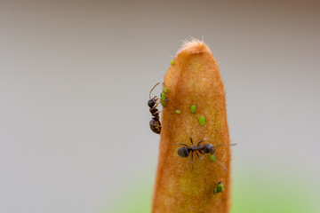 Ant stimulating an aphid to excrete sweet molasses