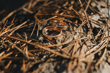 Wedding gold rings close-up lie on a wooden texture and branches. Photography, concept.