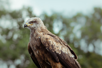 A black kite bird of prey stationary perched