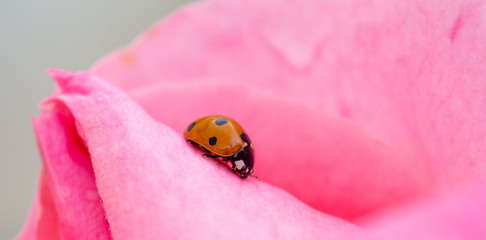 Little orange ladybug walking through the pink petals of a rose after the rain