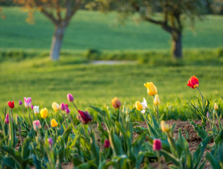 Obraz premium Tulpen auf einem Selbstpflücker Feld