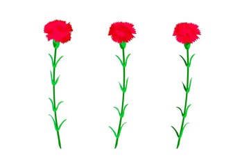 Red carnation floral set. Crimson flowers with leaves and stems. Botanical illustration isolated on white. Symbol for mothers day. Vector