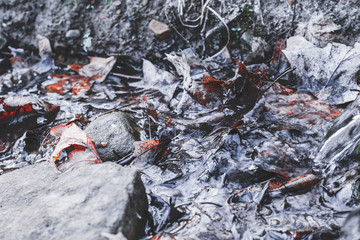 Late fall leaves in a stream