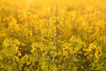 Picture of rape seed flowers field at sunny day, landscape