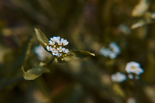 White flower. Сalepina irregularis, delicate flower.