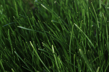 Fototapeta na wymiar green fresh grass background