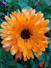 Obraz premium orange chrysanthemum Dahlia Marigold flower