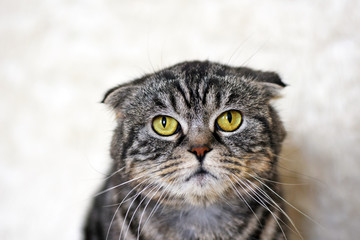 Portrait of a beautiful cat Scottish fold.