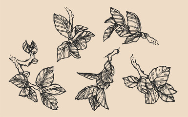Hand drawn graphic leaves illustration. Beautiful traditional inking. Ink drawing. Spring style.