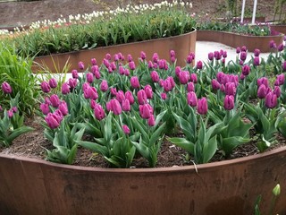 tulipany fioletowe
