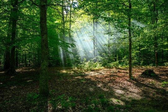 Sun Rays Diffuse Light Over the Forest