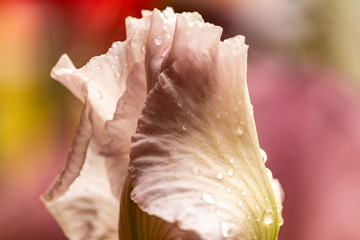 Pink Iris Buds with Raindrops