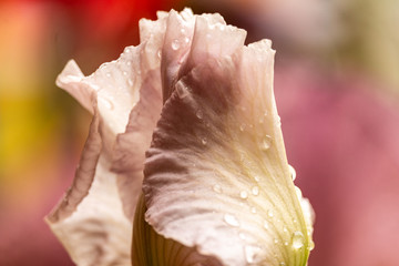 Fototapeta na wymiar Pink Iris Buds with Raindrops