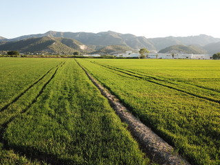 Fototapeta na wymiar campo arroz