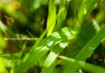 Drops of water on the green grass after rain, macro