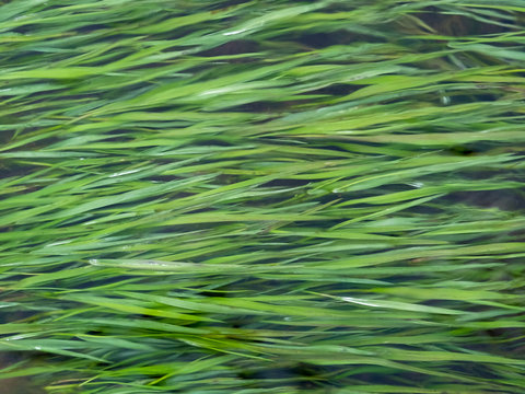 Green grass growing at the bottom of a stream. Grass in flowing water