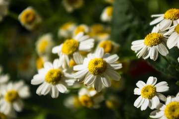Blooming camomile, beautiful nature scene, summer background, selective focus