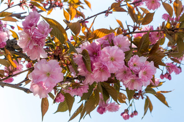 Prunus serrulata 'Kanzan' with deep-pink double flowers