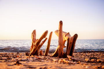 Driftwood on the sand sea shore on an early morning, a concept of far-away vacation