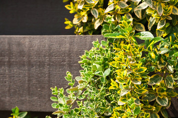 Natural texture of blooming creeper on a tree. Closeup ivy as a place for text. Postcard background...