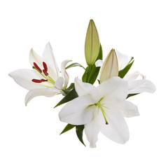 Naklejka na ściany i meble Bouquet of light lilies isolated on white background.
