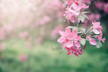 Obraz premium Spring Banner with pink sakura flowers. Abstract floral backdrop of pink flowers over pastel colors with soft style for spring or summer time. Banner background with copy space