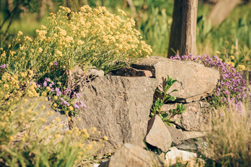 spring flowers on stone background
