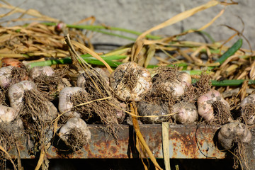 garlic dries