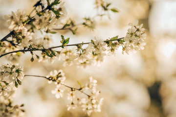 cherry tree flowers