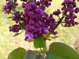 lilac begins to bloom inflorescence on the bush